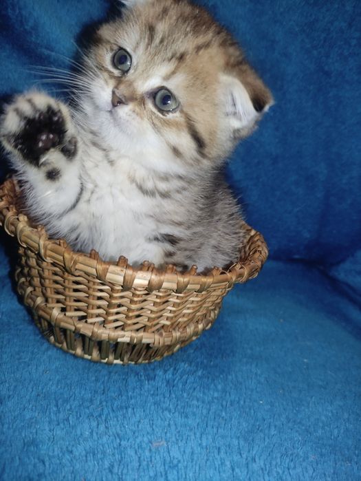 Маленьке щастичко чекає на родину