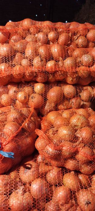 Cebula sprzedam 15 kg worek