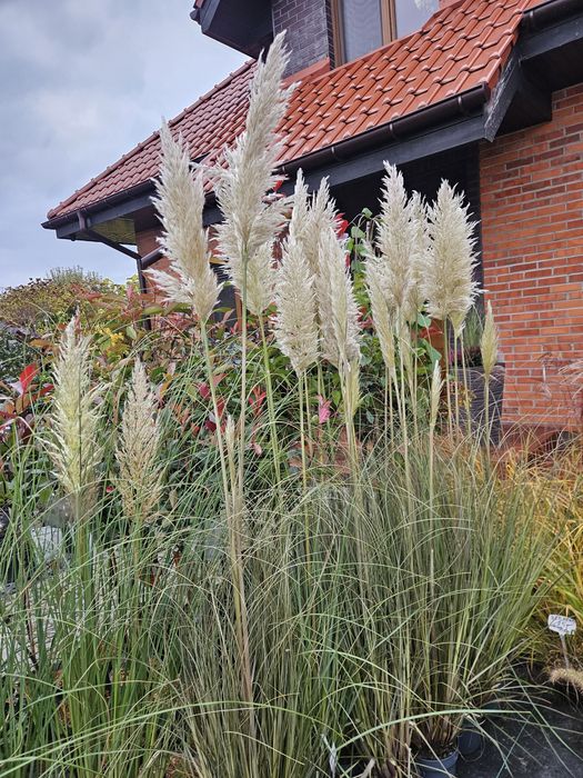 Trawa ozdobna, Miskant Chiński Memory. Pampasowa