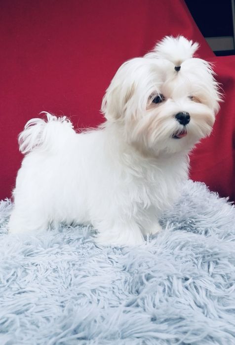 Maltańczyk piesek z rodowodem Maltańczyki