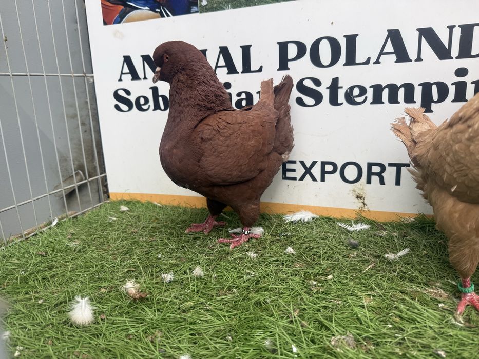 Gołębie. King. Kingi1. Możliwy transport