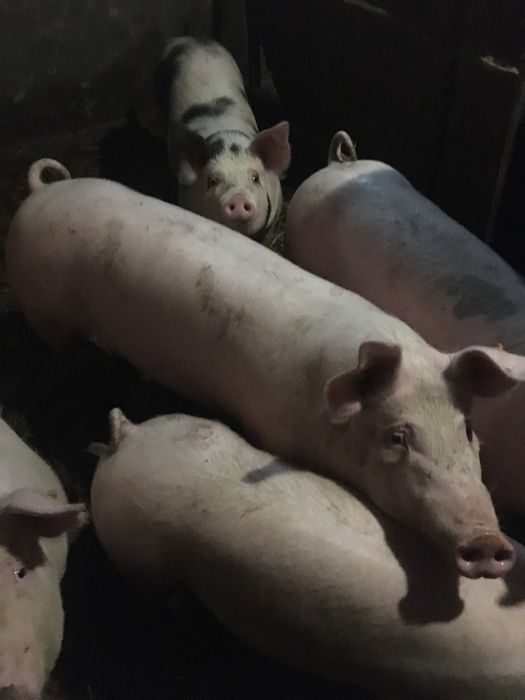 Loszki świnie.tuczniki!!!