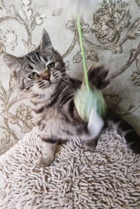 Шикарнючий мраморный малыш"Scottish Straight"5 мес