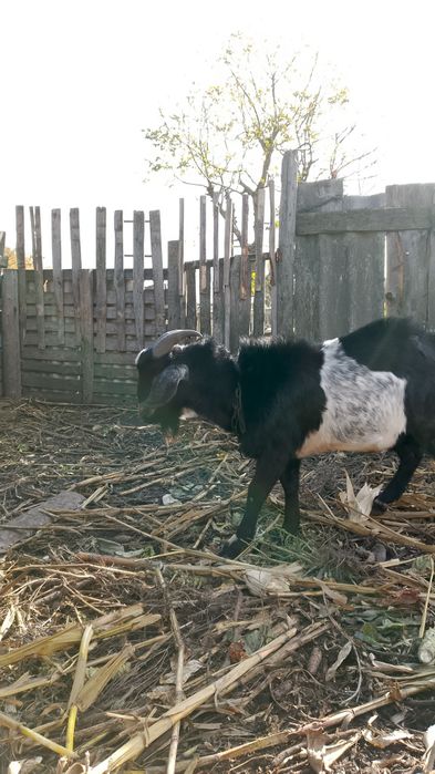 Козел двухлетка продам