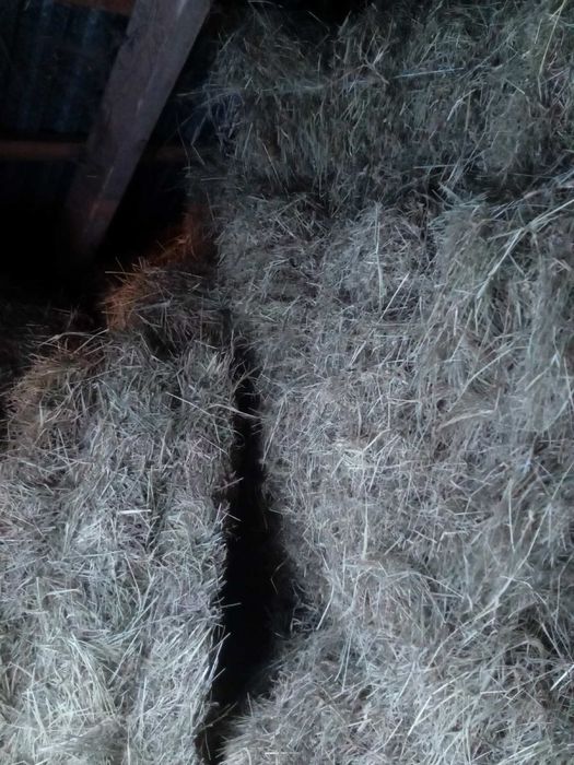 Продам сіно, в наявності 400 тюків . Сіно 2025 року ціна 70 грн