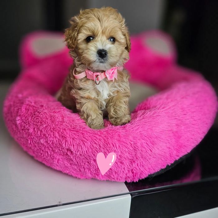 Гипоаллергенные мини малыши Мальтипу ф1 maltipoo щенята Мальтипу ф2