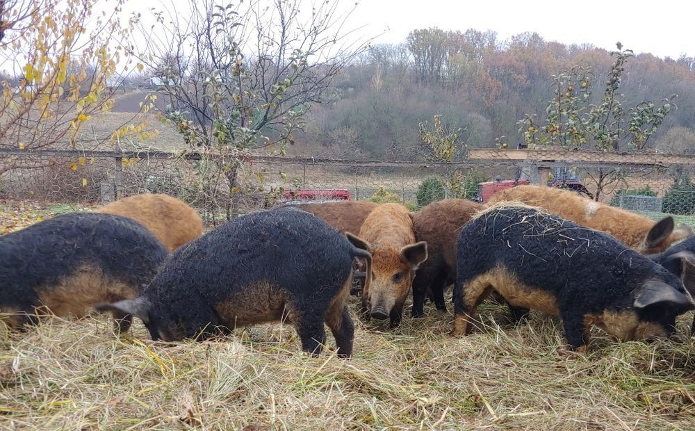 Мангалиця поросята