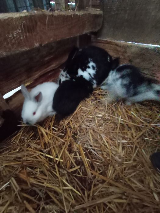 Sprzedam małe króliczki