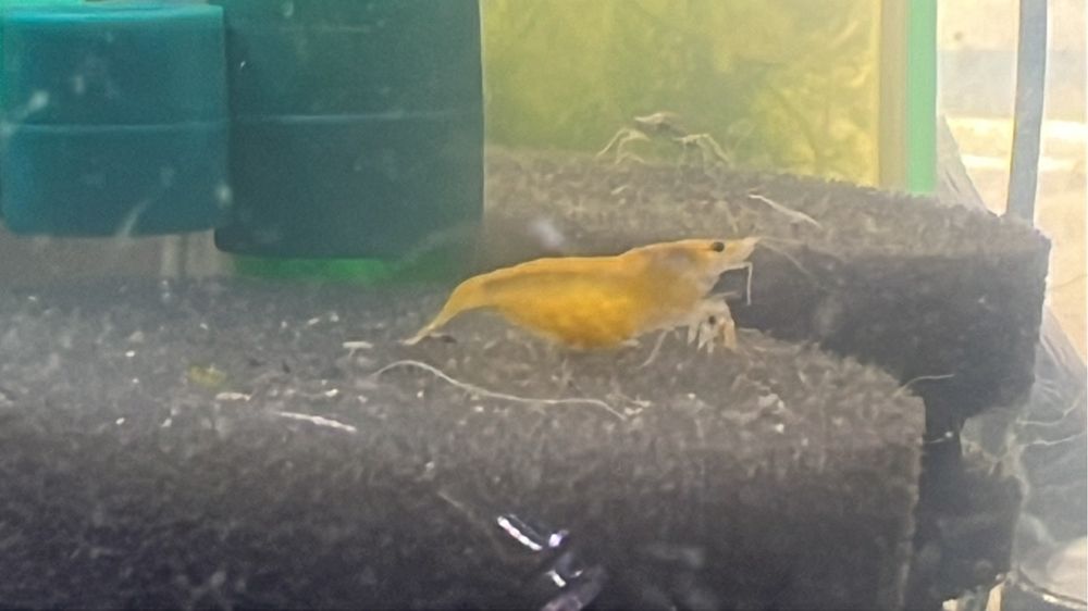 Neocaridina Yellow Golden Back