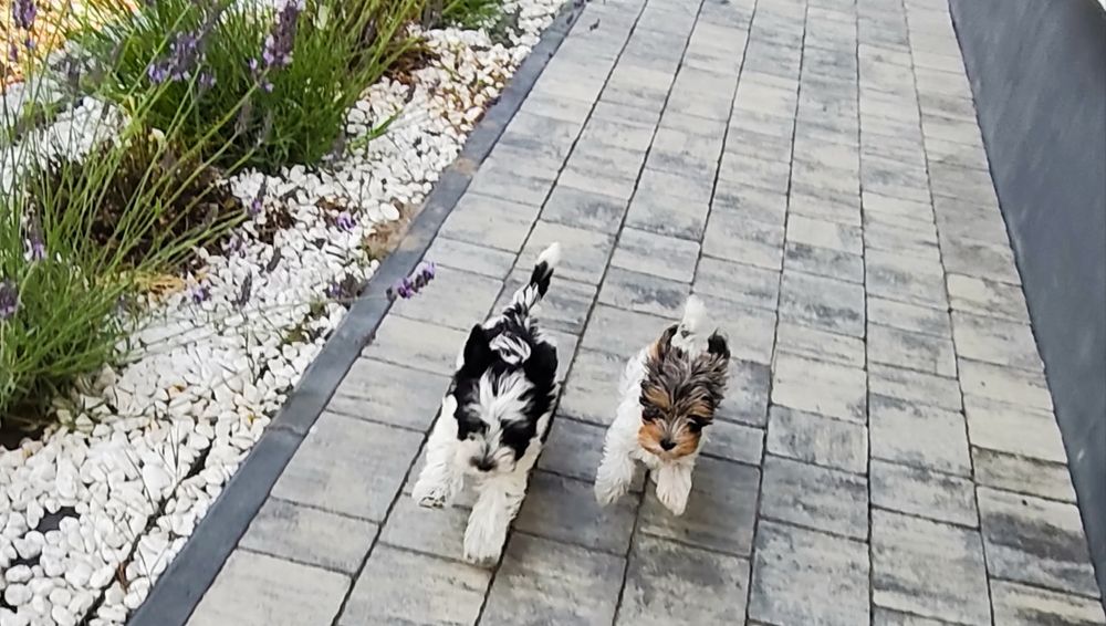 Yorkshire terrier suczka Biewer gotowa do odbioru !