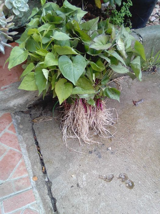 planta batata doce com raiz, normal lira, laranja ,e roxa