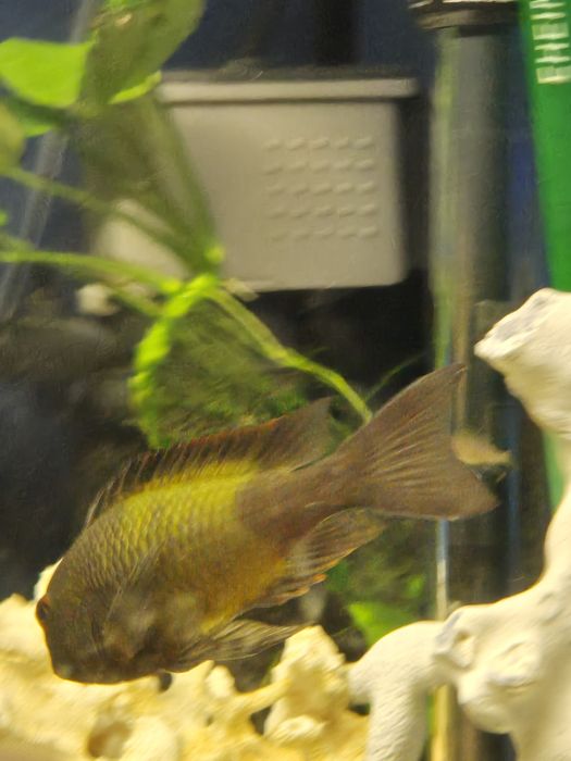 Продам дорослого трофеуса Мура "Бемба"