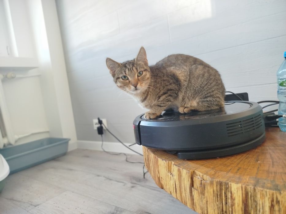 Urocza kotka do adopcji