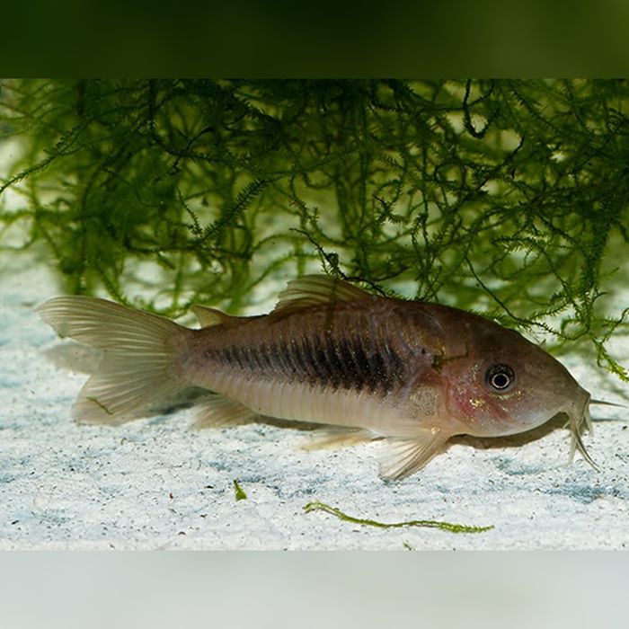 Kirys spiżowy - corydoras aeneus