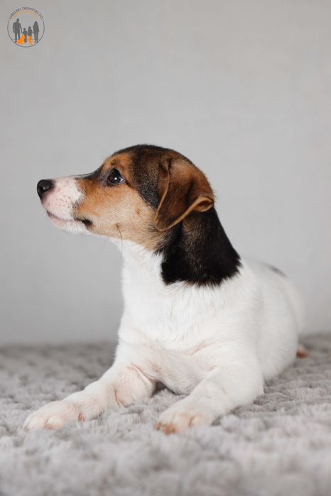 Jack Russell Terrier ZKwP FCI piesek k.włos