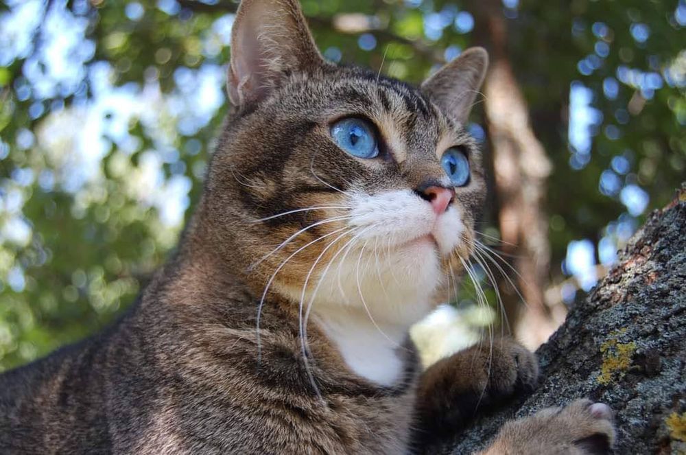 Алтайські котики