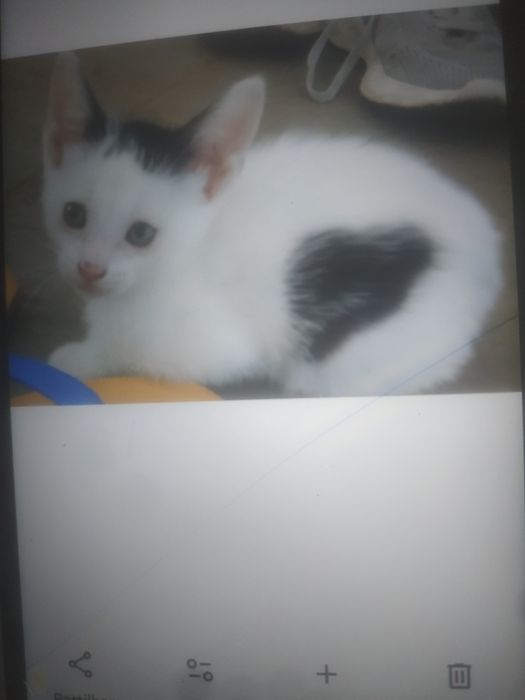 Dá-se 2 gatinhos