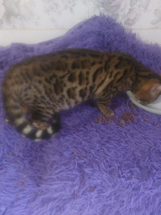 Подрощеные бенгалы срочно