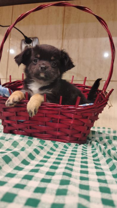 Śliczne -szczenię Chihuahua-zdjecia z bliska-nowa cena!