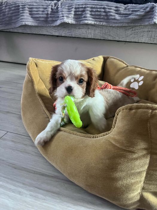 Śliczny piesek Cavalier Spaniel