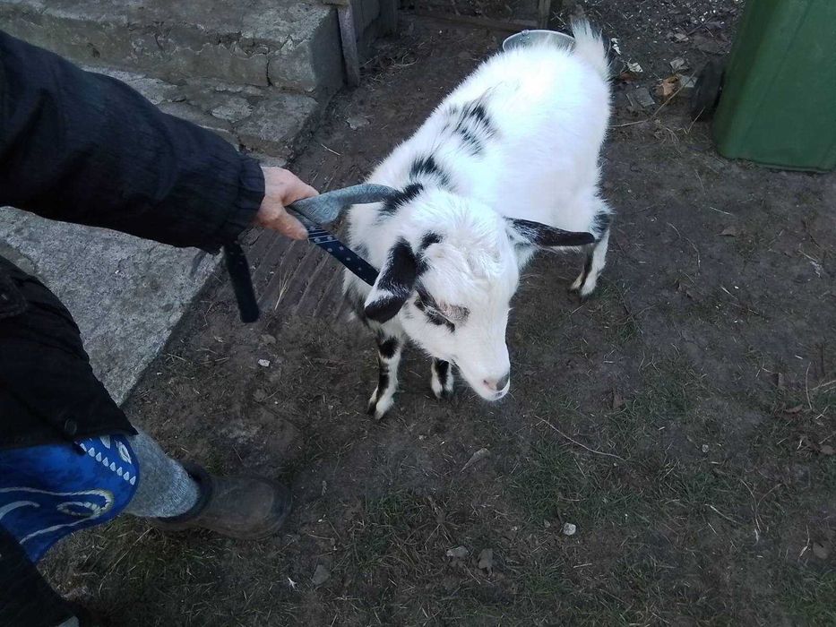 Продам молоду козочку. Вагітна. Доглянута. Є декілька. Коза молочна