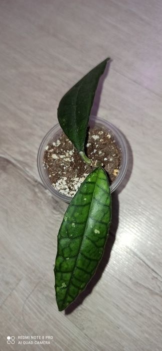 Хойя elliptica splash, irina, Kalimantan SLM 04,AH 021