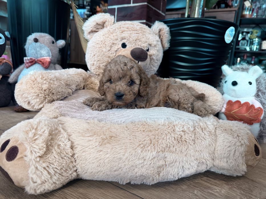 Cavapoo f1b piesek