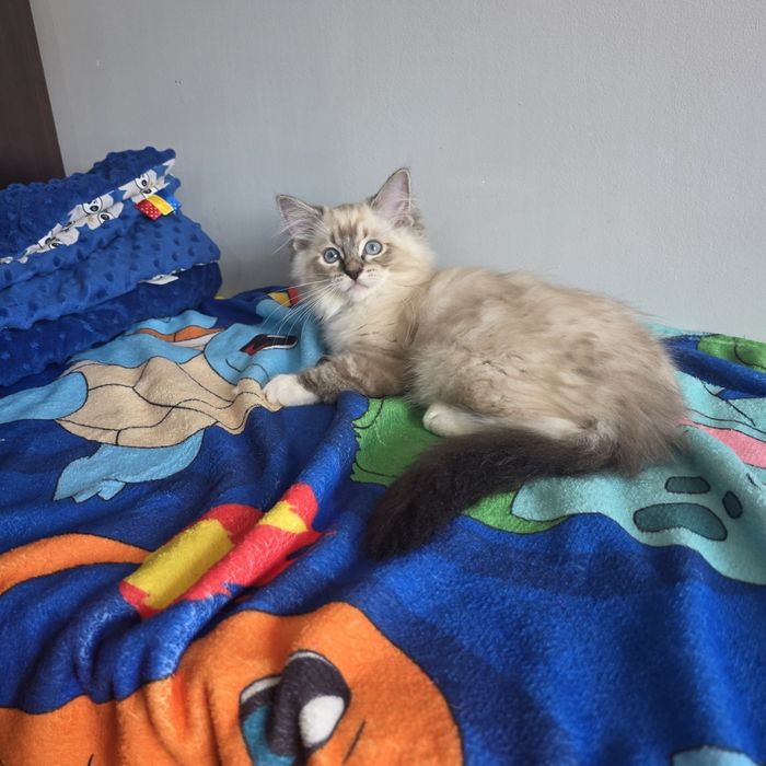 Śliczny kocurek Ragdoll Fpl