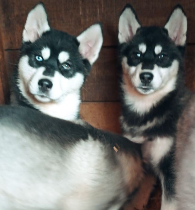 Красиві міцні серйозні