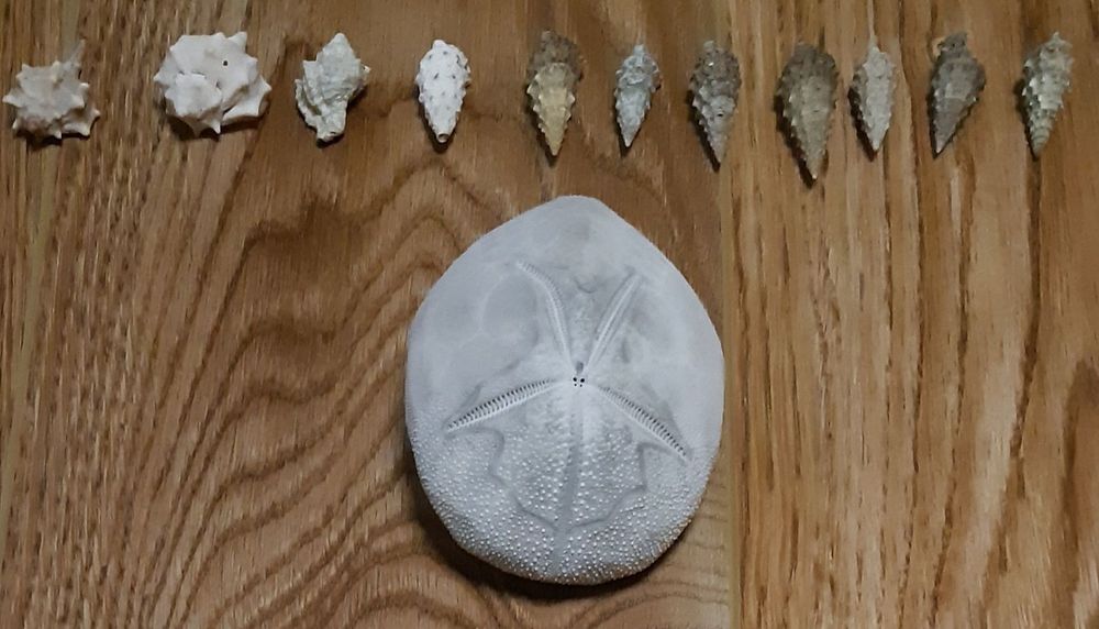 Эксклюзив. Панцирь морского ежа.