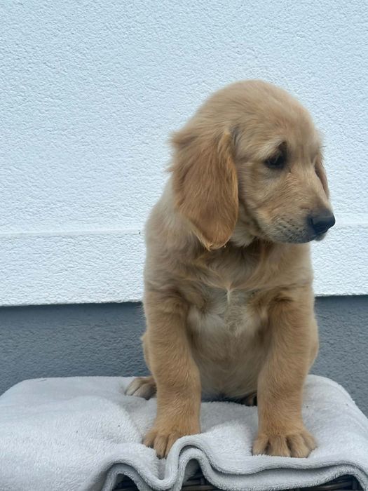 Przepiękny piesek Golden Retriever – gotowa do odbioru