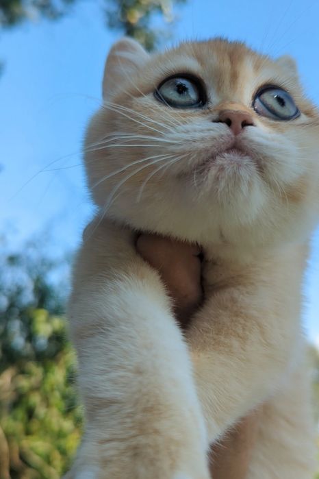 Шиншила ny 12 золотая плюшевая