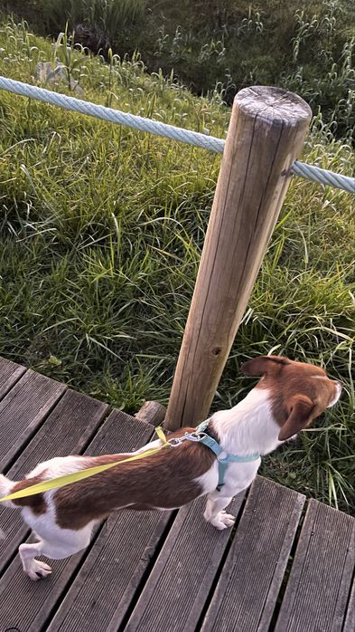 Dou caozinho a pessoa responsável