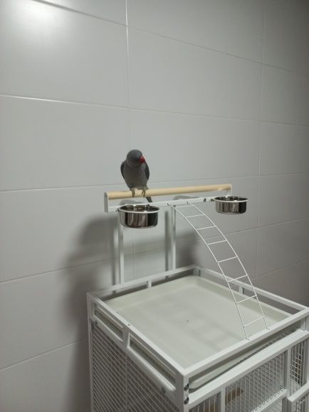 [NOVO] Gaiola lindíssima preço fábrica * Portes Grátis todo o País