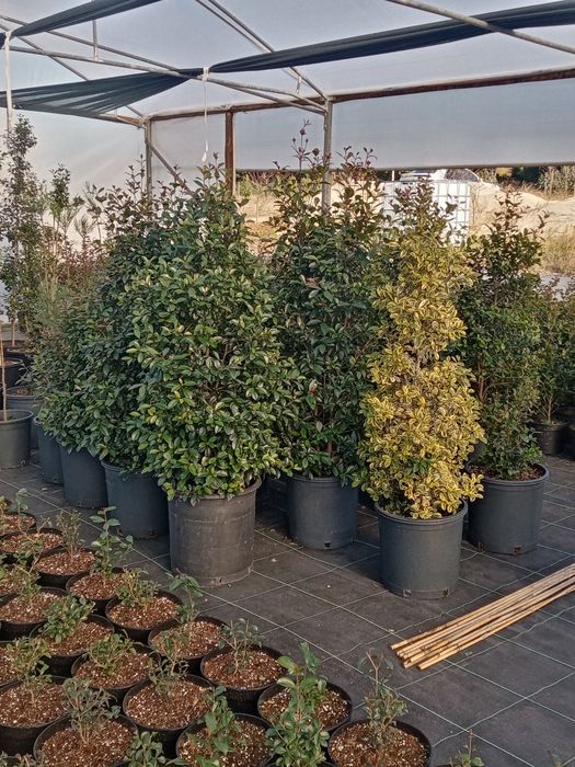 Eugenias Myrtifolia