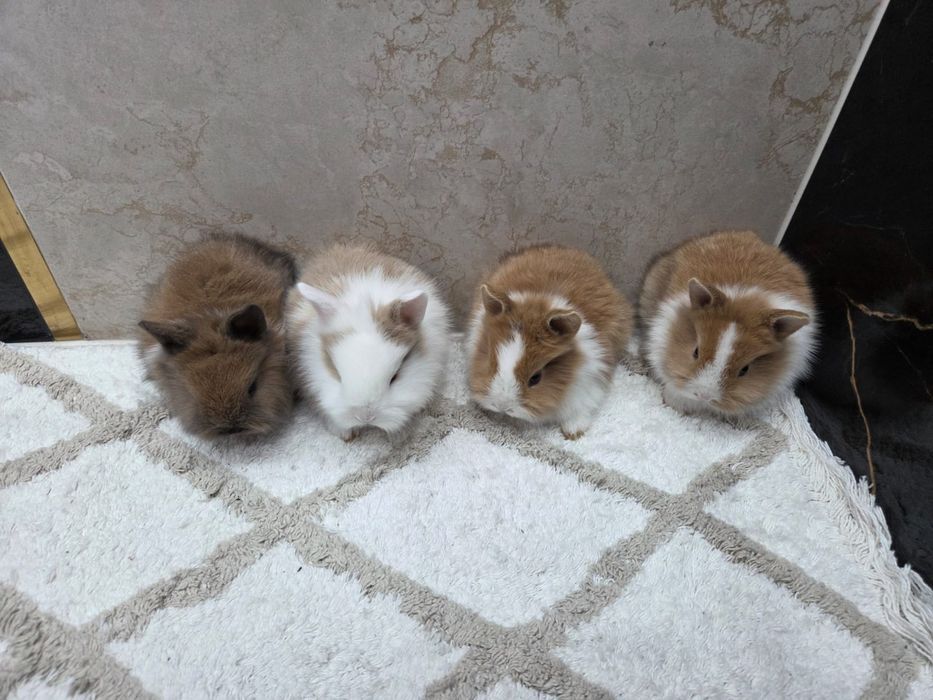 Króliczki Karzełki