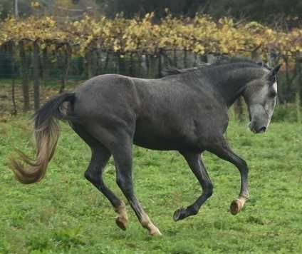 Cavalos lusitanos a venda