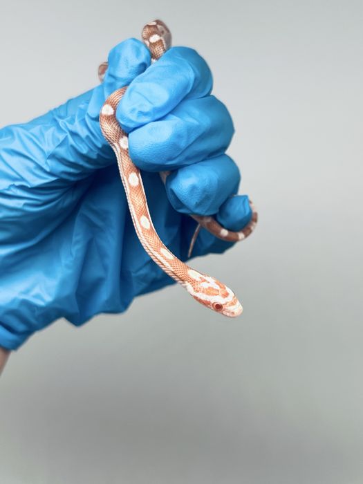 Wąż zbożowy węże zbożowe transport wyprawka