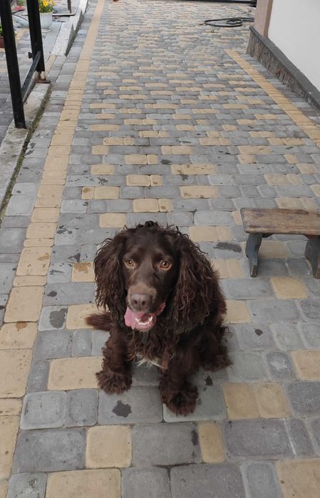 Спаніель чекає на нареченау