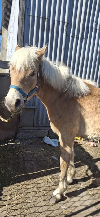 Koń rasy haflinger