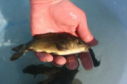 ZARYBIANIE 2026 - Zapisy na ryby do stawów