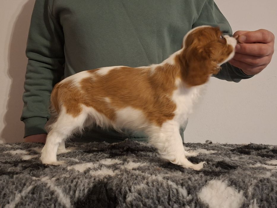 Cavalier King Charles Spaniel ZKwP FCI KRAKÓW