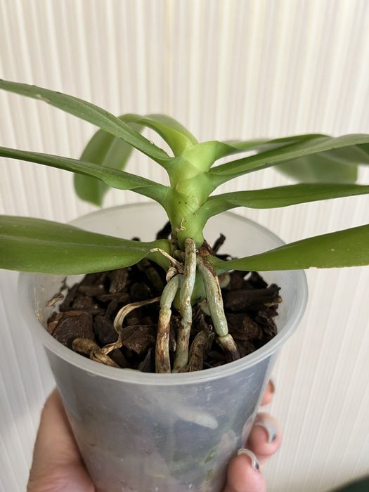 Орхідея фаленопсис Liodoro ароматна