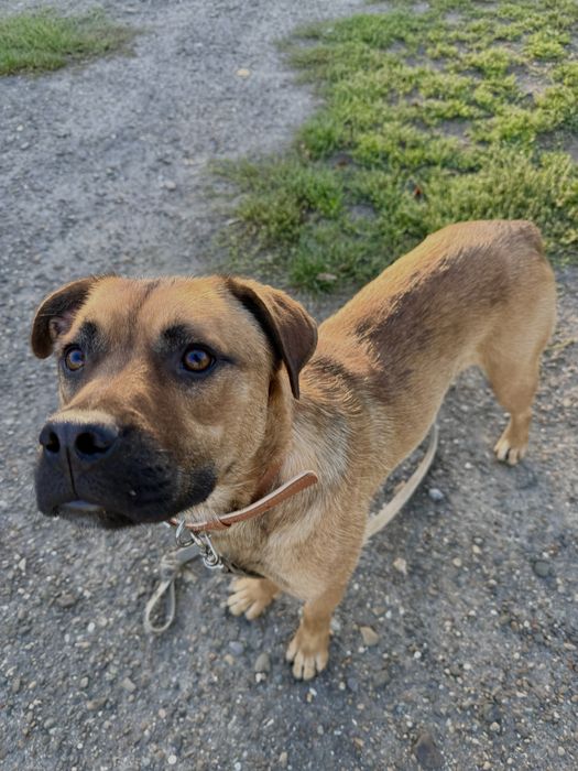 Шукаємо люблячу, відповідальну сімʼю! Хлопчик 1,5 роки