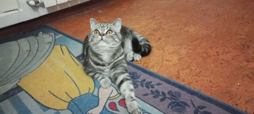 Gato British Shorthair