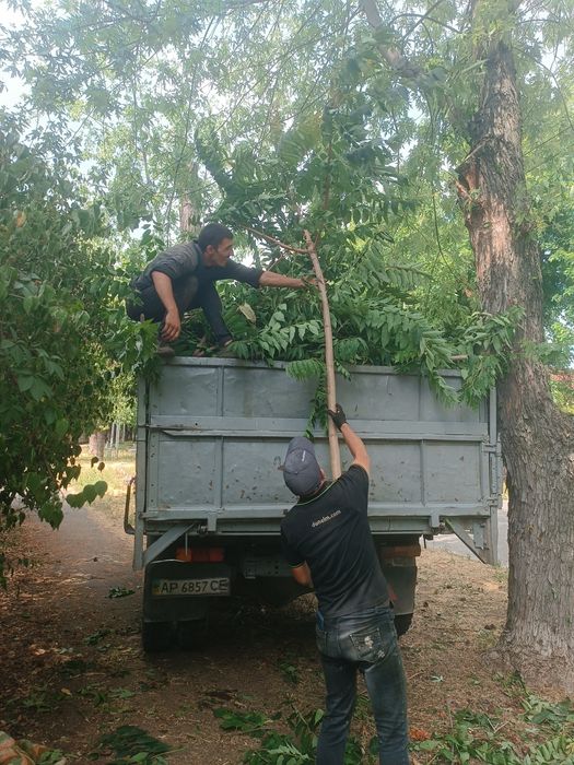 Уборка участка под ключ, покос травы, спил деревьев, корчевка пней