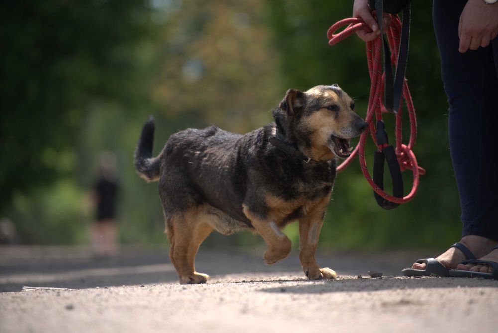 Tropi - spokojny niewielki pies do adopcji
