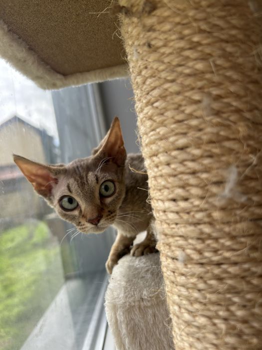 Słodki kocurek Devon Rex