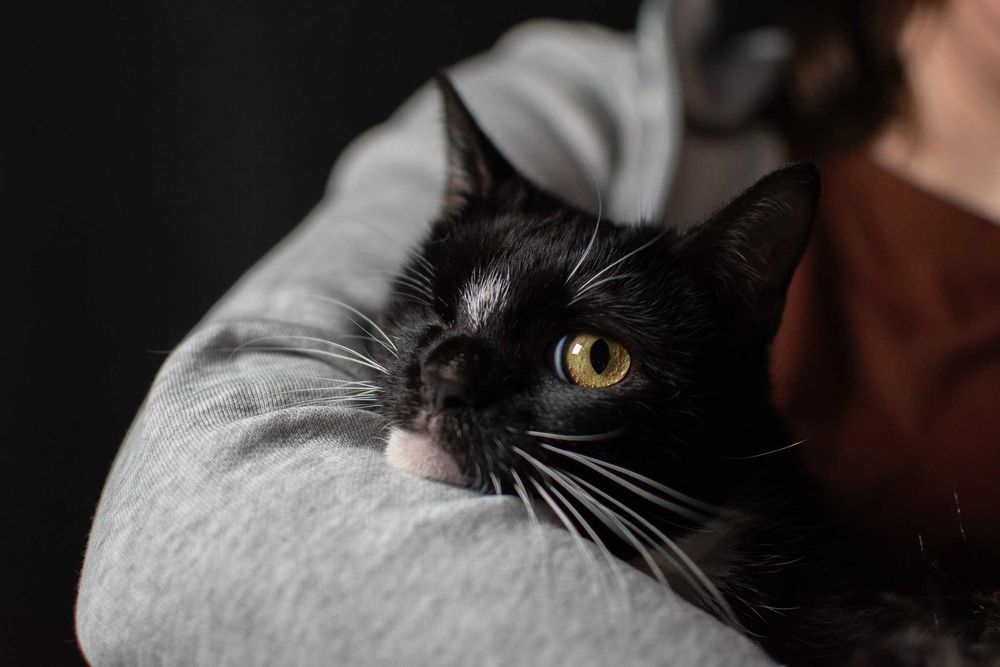 Słodka Mangora bez oczka szuka domku