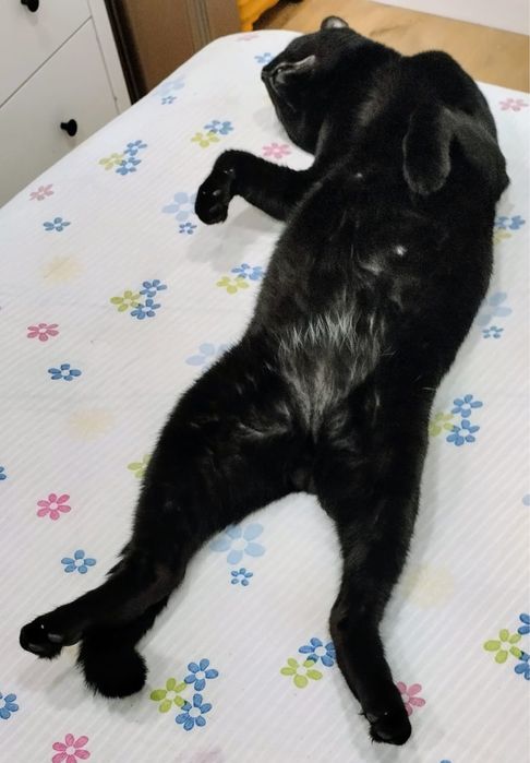 Gato Macho para adopção